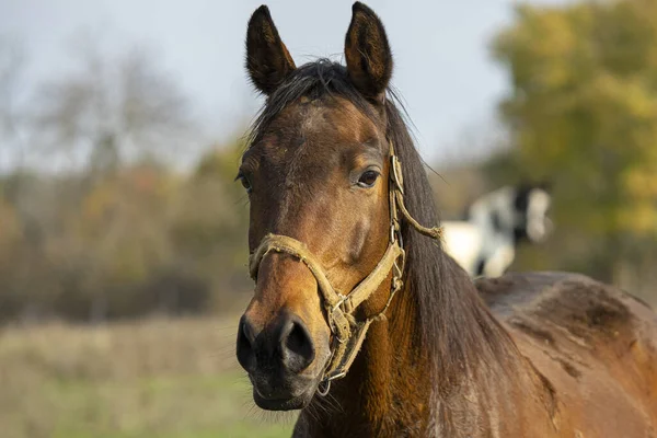 Close Shot Brown Horse — 图库照片