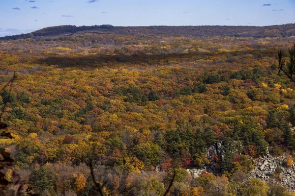 Красивый Вид Плотные Деревья Ясным Небом Осенью — стоковое фото