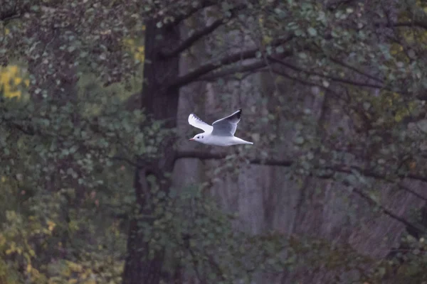 Foco Superficial Uma Gaivota Cabeça Preta Voando Sobre Lago — Fotografia de Stock