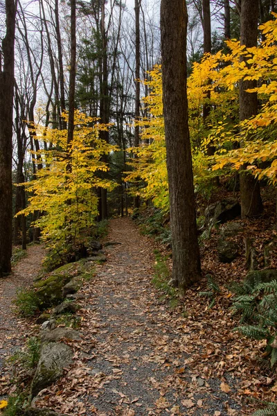 Тропа Ведет Осенний Лес Красочными Деревьями — стоковое фото