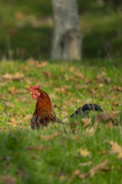 Uma Galinha Caminhando Área Rural — Fotografia de Stock