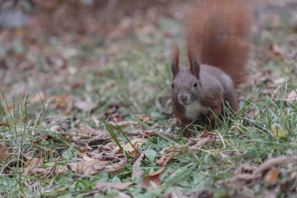 낙엽에서 갈색귀여운 다람쥐의 — 스톡 사진