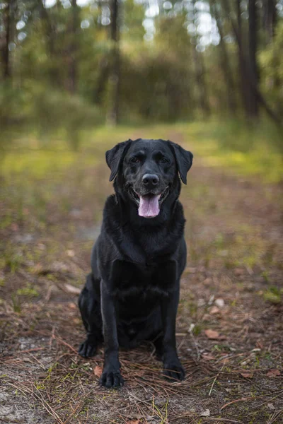 Vertical Shot Cute Black Labrador Outdoors — Stockfoto