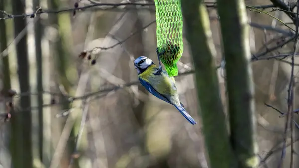 Closeup Cute Blue Tit Bird Tree Branch — Stockfoto