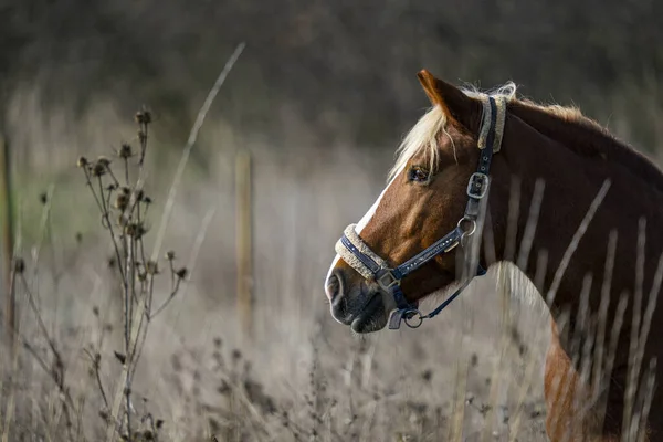 Zbliżenie Brązowego Konia — Zdjęcie stockowe
