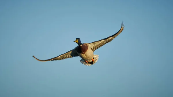 Gökyüzünde Uçan Bir Ördeğin Harika Manzarası — Stok fotoğraf