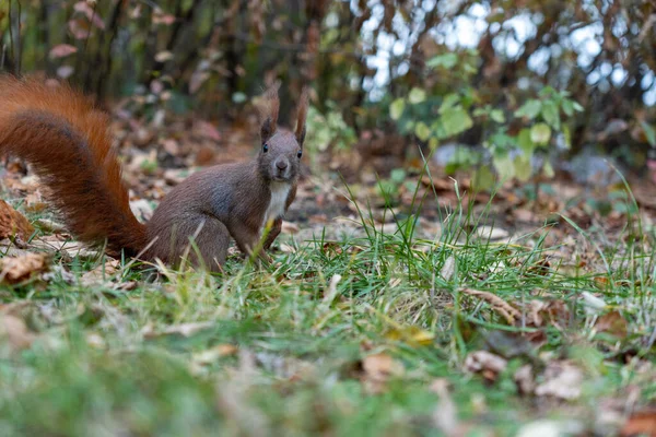 낙엽에서 갈색귀여운 다람쥐의 — 스톡 사진