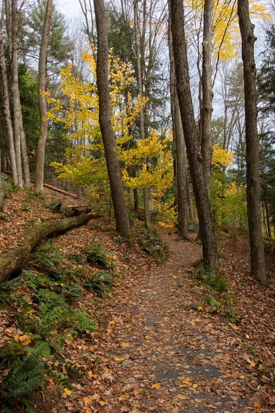 Тропа Ведет Осенний Лес Красочными Деревьями — стоковое фото