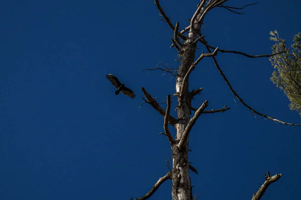 Ein Trockener Baum Und Ein Fliegender Vogel Auf Dem Blauen — Stockfoto