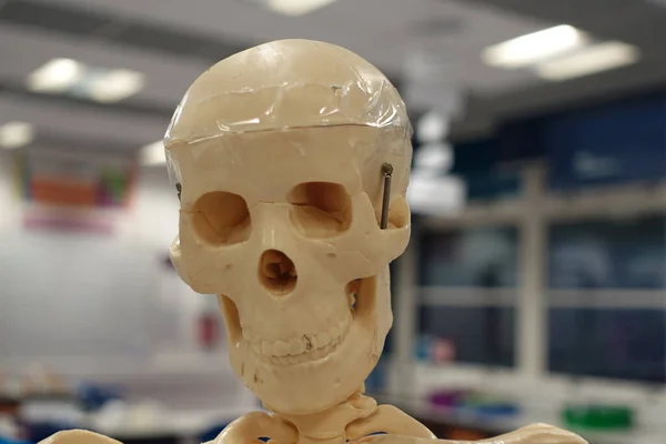 Close Crânio Humano Modelo Esquelético Laboratório Ciências Produtos Químicos Biologia — Fotografia de Stock