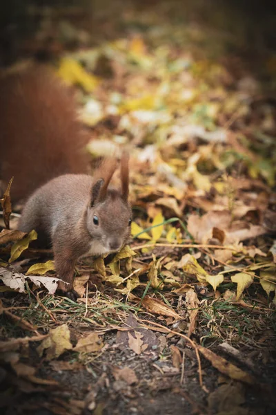 Shallow Focus Brown Cute Fluffy Squirrel Playing Dry Fallen Leaves — Stock Photo, Image