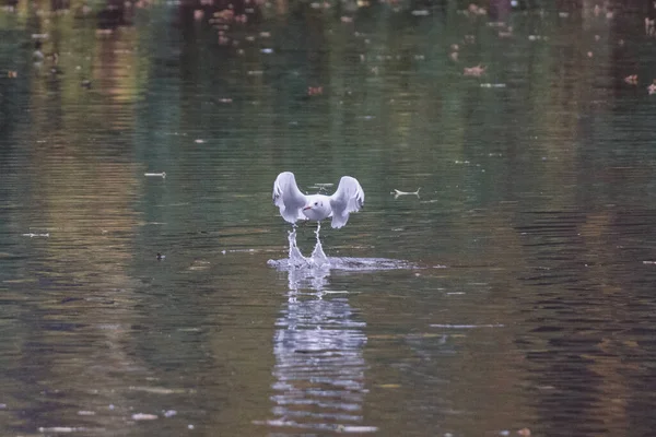 Gölün Üzerinde Uçan Siyah Kafalı Bir Martının Sığ Odağı — Stok fotoğraf