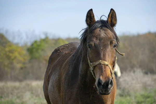 Kahverengi Atın Yakın Çekimi — Stok fotoğraf