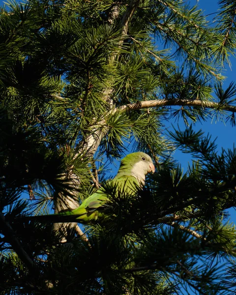 Вертикальный Снимок Одинокого Зеленого Попугая Сидящего Еловой Ветке — стоковое фото