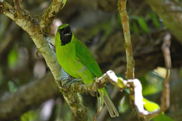 Divers Oiseaux Colorés Bleu Gree — Photo