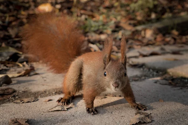 낙엽에서 갈색귀엽고 다람쥐의 — 스톡 사진