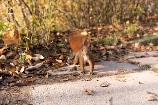 Ein Flacher Fokus Eines Braunen Niedlichen Flauschigen Eichhörnchens Das Trockenen — Stockfoto