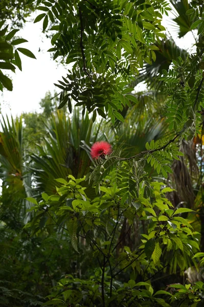 Plano Vertical Hematocefalia Calliandra Creciendo Bosque Tropical — Foto de Stock