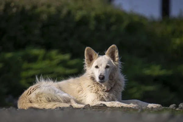 Cane Bianco Sdraiato All Aperto Una Giornata Sole — Foto Stock