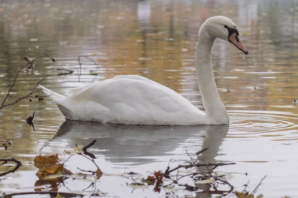 湖の白い白鳥の浅い焦点 — ストック写真
