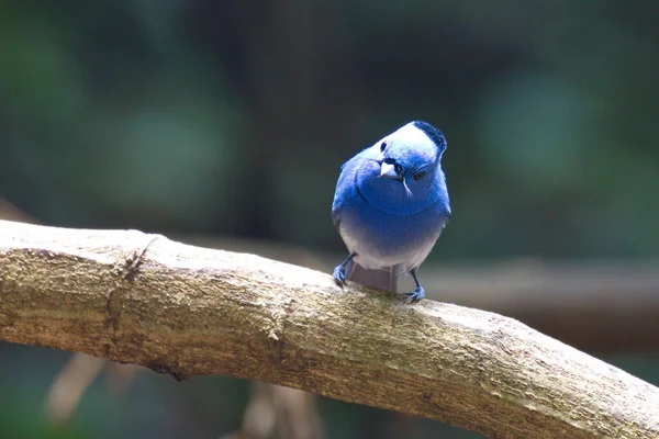 Маленькая Милая Голубая Птичка Кормит Цыплят Гнезде — стоковое фото