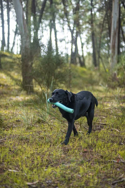 Plan Vertical Labrador Noir Avec Jouet Dans Forêt — Photo