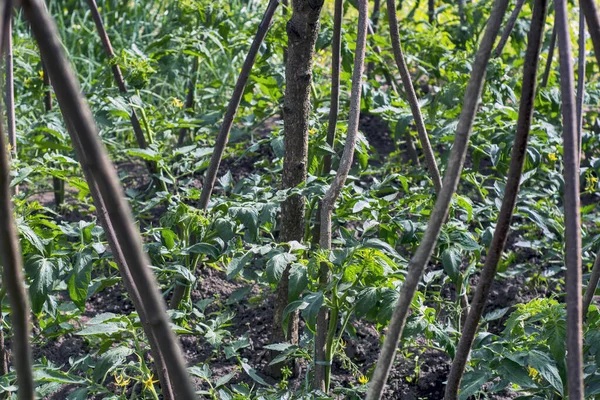 Een Close Van Tomaten Verbouwen Een Bescheiden Boerderij — Stockfoto