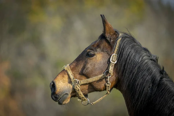 Tiro Perto Cavalo Marrom — Fotografia de Stock