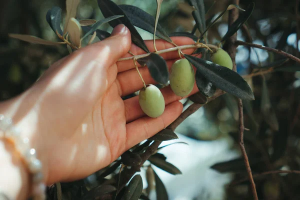 Olivy Ženských Rukou Zblízka Zemědělství Nebo Zahradnictví Venkovské Venkovní Scenérie — Stock fotografie