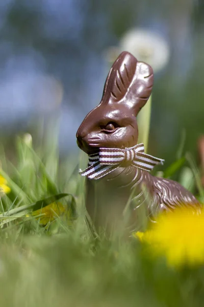 Eine Vertikale Aufnahme Eines Schokoladen Osterhasen Garten — Stockfoto