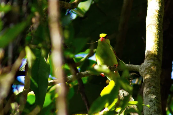 Verschillende Kleurrijke Vogels Blauw Wit — Stockfoto