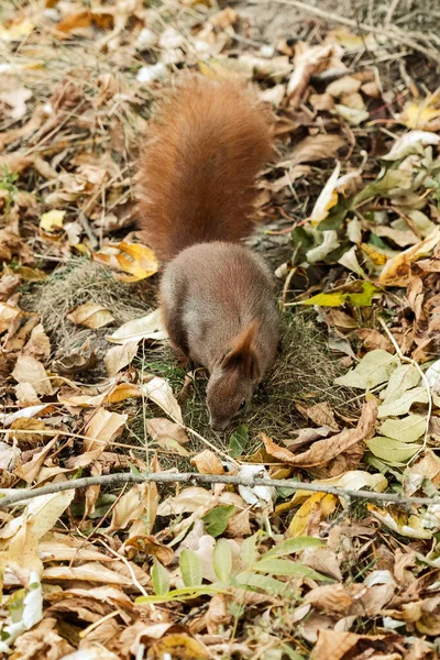 Closeup Brown Cute Fluffy Squirrel Playing Dry Fallen Leaves — Stock Photo, Image