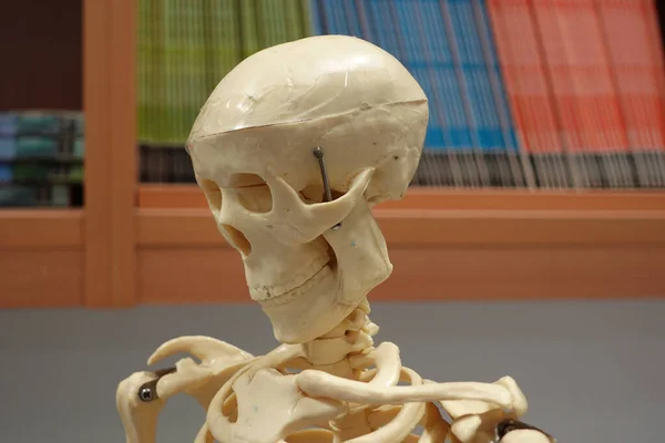 Closeup Human Skull Skeletal Model Science Lab Chemicals Biology — Stock Photo, Image