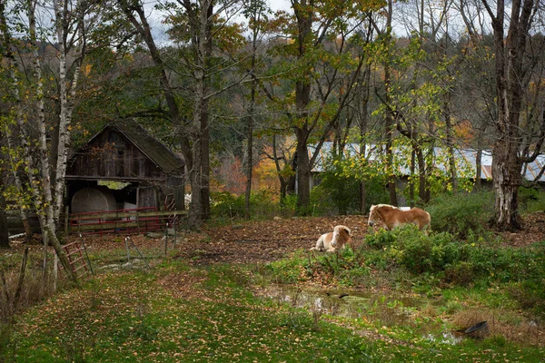 Een Prachtig Herfstuitzicht Met Paarden Voor Een Houten Hut Een — Stockfoto