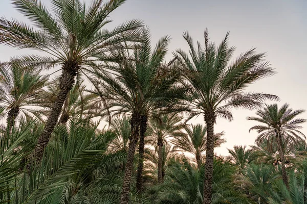 Palm Trees Date Farm Oasis Ain Zjednoczone Emiraty Arabskie — Zdjęcie stockowe