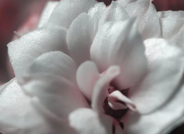 Zbliżenie Zdjęcie Pięknego Kalanchoe Blossfeldiana Calandiva White Kwiat — Zdjęcie stockowe