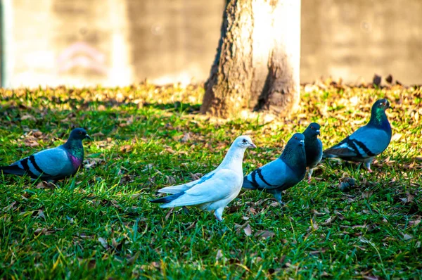 White Pidgeon Dove Street Peace Symbol Animal — 图库照片