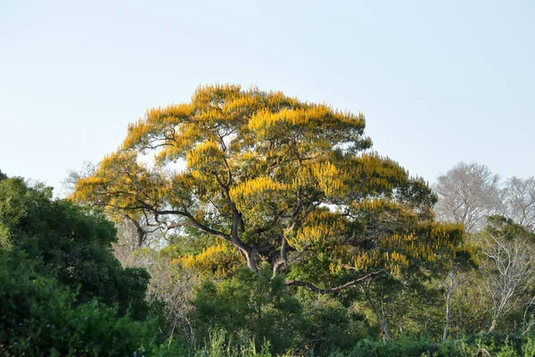 Floração Margem Arborizada Rio Miranda Pantanal Brasileiro — Fotografia de Stock