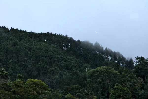 Ein Regnerischer Tag Lässt Die Wolken Die Baumkronen Bedecken — Stockfoto