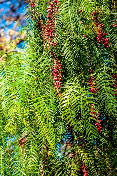 Schinus molle, Peruvian pepper, leaves and fruits, green leaves, red fruits. American pepper, false pepper