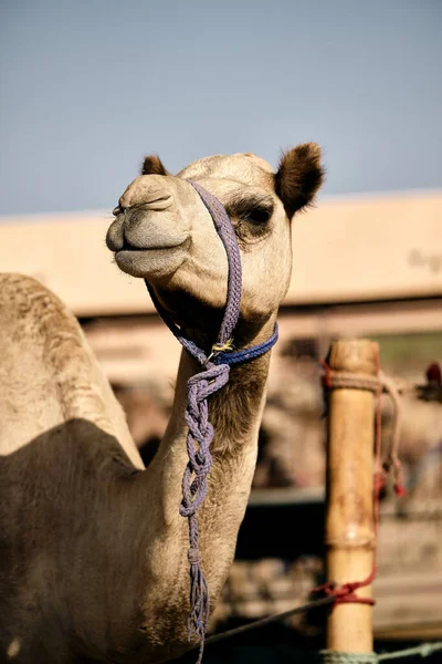 Een Close Opname Van Een Kameel Ain Camel Market Abu — Stockfoto