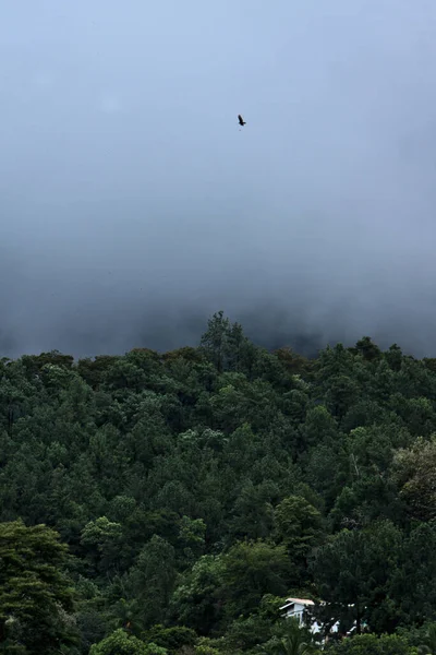 雨の日は雲が木の上を覆う — ストック写真