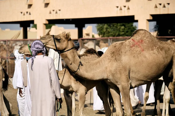 Zbliżenie Wielbłąda Ain Camel Market Abu Dhabi — Zdjęcie stockowe