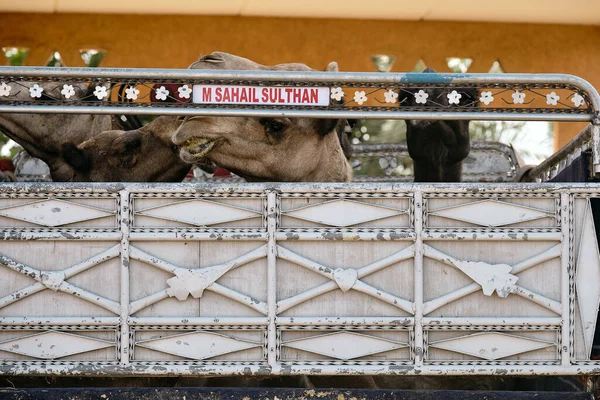 Una Bella Foto Cammello Ain Camel Market Abu Dhabi — Foto Stock