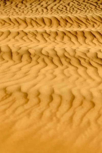 Scarab Beetle Sand Dunes Sunny Day — 图库照片