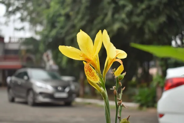 Вибірковий Фокус Закритий Кадр Жовтого Індійського Пострілу Автомобілі Parking Lot — стокове фото