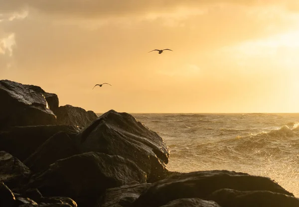 Couple Flying Seagulls Rough Sea Rocky Coast — Stock Photo, Image