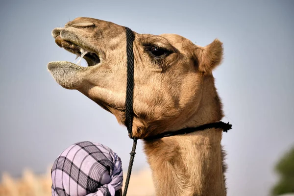 Närbild Kamel Ain Camel Market Abu Dhabi — Stockfoto