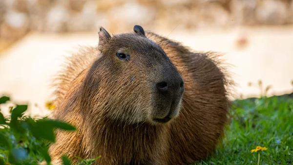 Carpincho Capibara Capybara Hydrochoerus Hydrochaeris Chiguire Nincs Magyar Neve — Stock Fotó