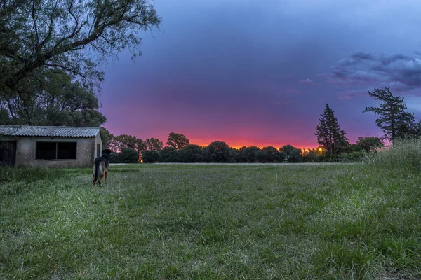 Beautiful Sunset Rural Landscape Reddish Sky Dog Looking Horizon — Stock Photo, Image